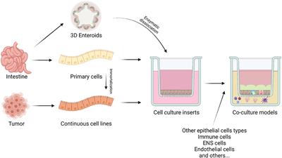 Assessing Intestinal Health. In Vitro and Ex vivo Gut Barrier Models of Farm Animals: Benefits and Limitations